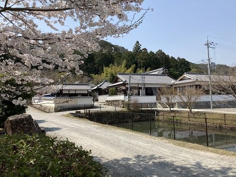 西林寺と桜